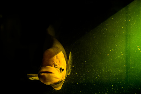 Giant gourami with the mystery concept.の写真素材
