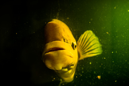 Giant gourami with the mystery concept.の写真素材