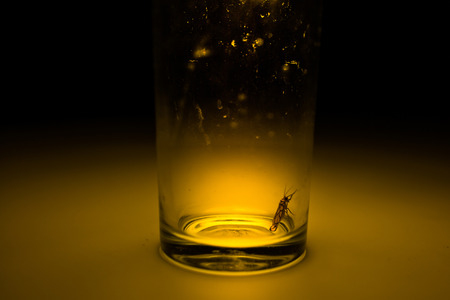 Moth in the glass with ray of light concept.の写真素材