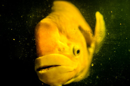 Giant gourami with the mystery concept.