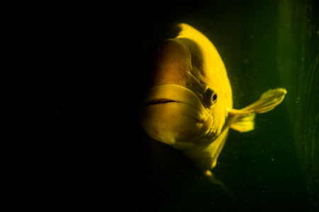 Giant gourami with the mystery concept.の写真素材