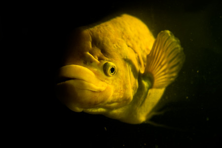Giant gourami with the mystery concept.の写真素材
