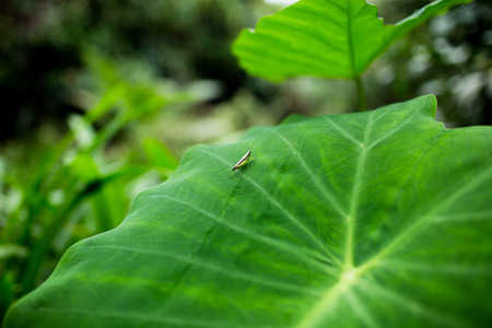 Green grasshopper holding on green leaf.の写真素材