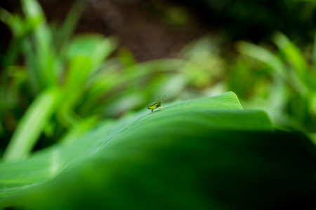 Green grasshopper holding on green leaf.の写真素材
