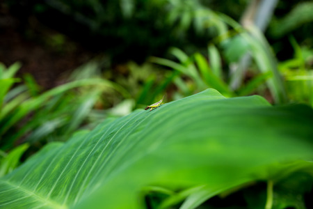Green grasshopper holding on green leaf.の写真素材