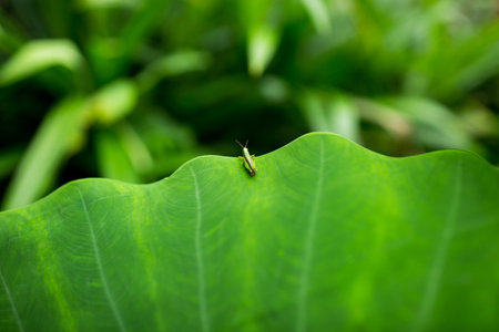 Green grasshopper holding on green leaf.の写真素材