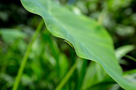 Green grasshopper holding on green leaf.の写真素材