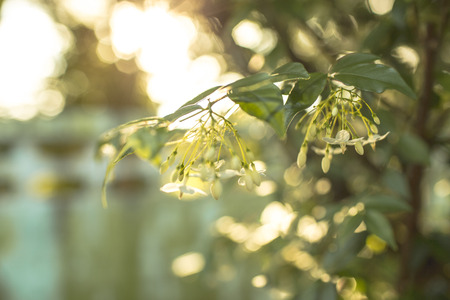 Morning light shine on white flower.の写真素材