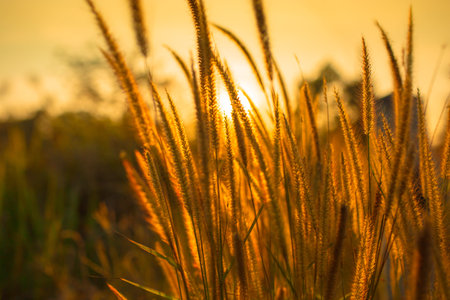 Flowering grasses with sunset.