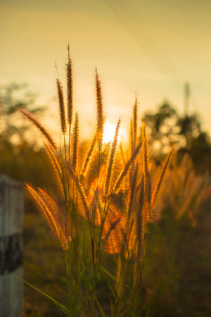 Flowering grasses with sunset.の写真素材