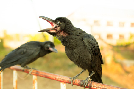 Crows holding on iron traffic barrier.の写真素材