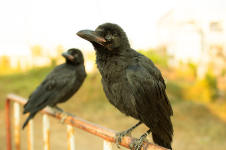 Crows holding on iron traffic barrier.の写真素材