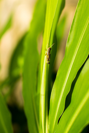 Green grasshopper holding on green leaf.の写真素材