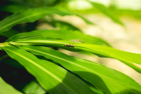 Green grasshopper holding on green leaf.の写真素材