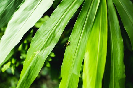 Green grasshopper holding on green leaf.の写真素材