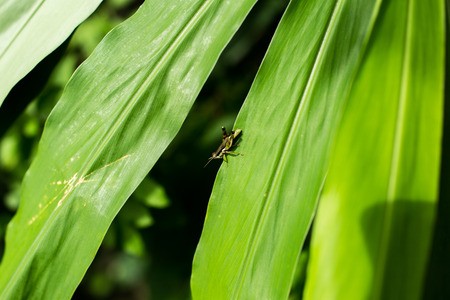 Green grasshopper holding on green leaf.の写真素材