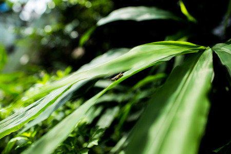 Green grasshopper holding on green leaf.の写真素材