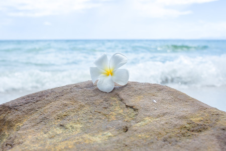 Flower on the rock with seascape background.の写真素材