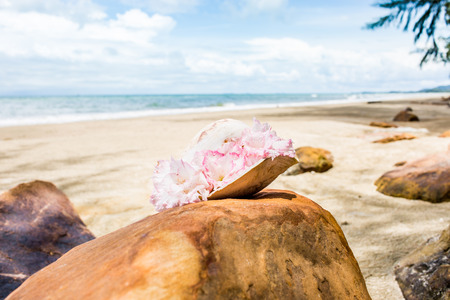 Flowers in seashell vase on the rock with seascape background.の写真素材