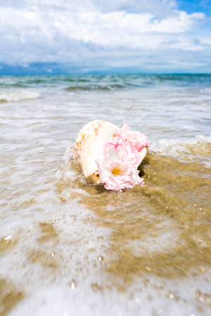 Flowers in seashell vase on the beach.の写真素材