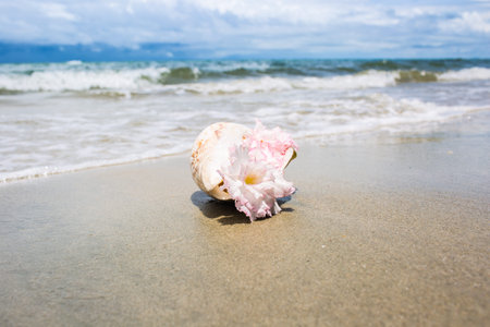 Flowers in seashell vase on the beach.