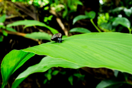 Snail climbing on green leaf.の写真素材