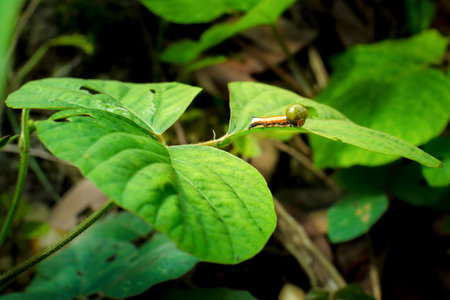 Worm climbing on green leaf.