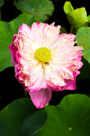 Bee in lotus blossom with black tone background.の写真素材