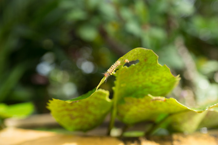 Worm climbing on green leaf.の写真素材
