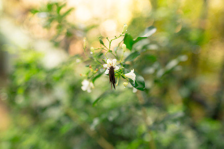Butterfly holding on white flower.の写真素材
