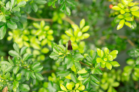 Butterfly holding on green leaf.の写真素材