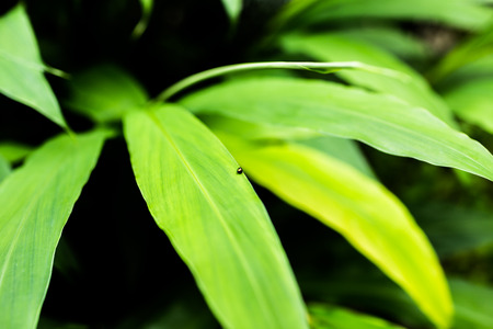 Small insect holding on green leaf.の写真素材