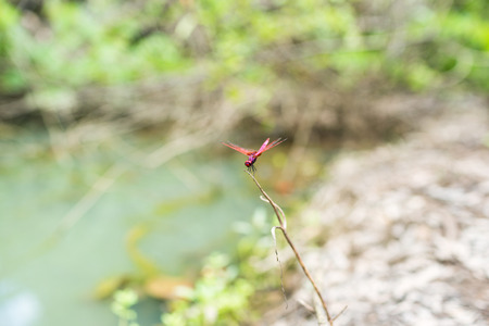 Dragonfly holding on dry branch.の写真素材