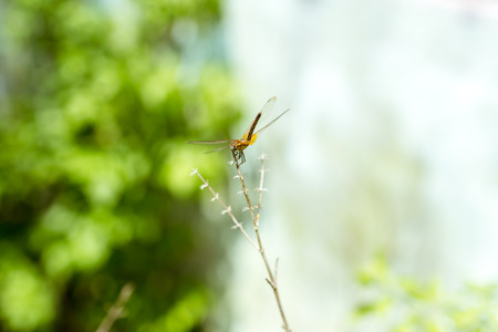 Dragonfly holding on dry branch.の写真素材