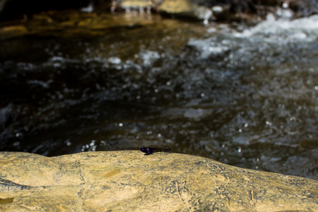 Dragonfly holding on the rock with waterfall background.の写真素材