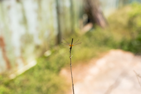 Dragonfly holding on dry branch.の写真素材