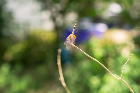 Dragonfly holding on dry branch.の写真素材
