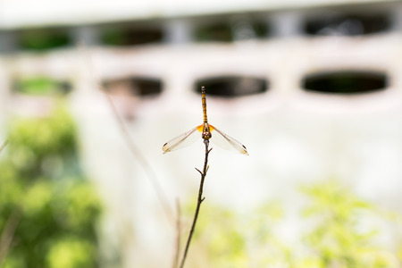 Dragonfly holding on dry branch.の写真素材
