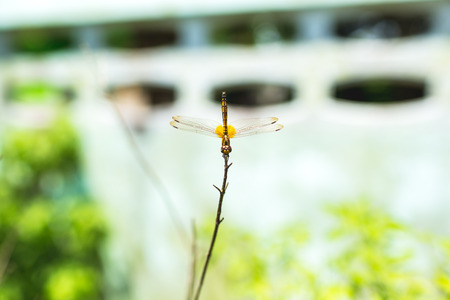 Dragonfly holding on dry branch.の写真素材