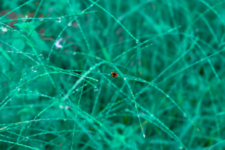 Ladybug holding on grass with natural light.の写真素材