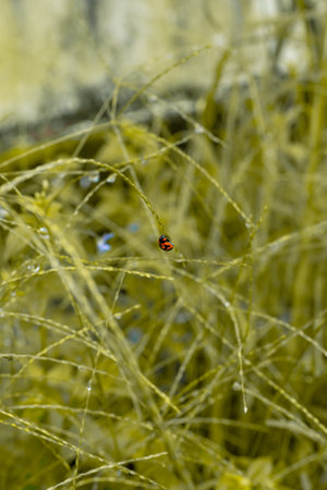 Ladybug holding on grass with natural light.