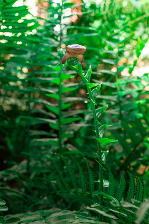 Snail climbing on fern with natural light.の写真素材