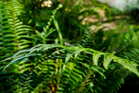 Dragonfly holding on fern with natural light.の写真素材