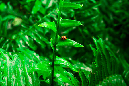 Ladybug holding on fern with natural light.の写真素材