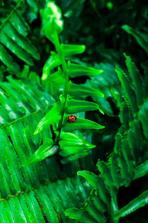 Ladybug holding on fern with natural light.の写真素材
