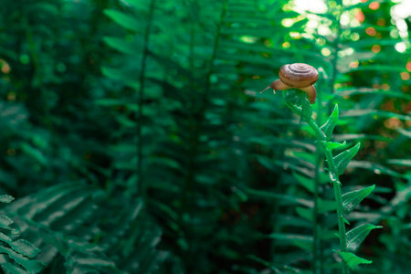 Snail climbing on fern with natural light.