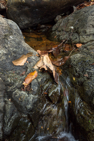 Dried leaves on rock with waterway background in deep forest.の写真素材