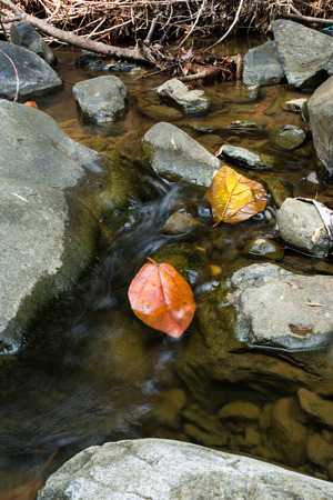 Dried leaves on rock with waterway background in deep forest.の写真素材