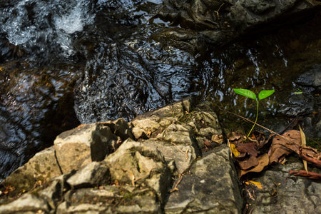 Plants growing on rock with waterway background in deep forest.