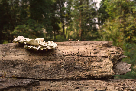 Fungi on dead log with natural light in deep forest.の写真素材